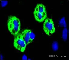 Anti-F4/80 antibody [CI:A3-1] - macrophage marker (ab6640) | Abcam