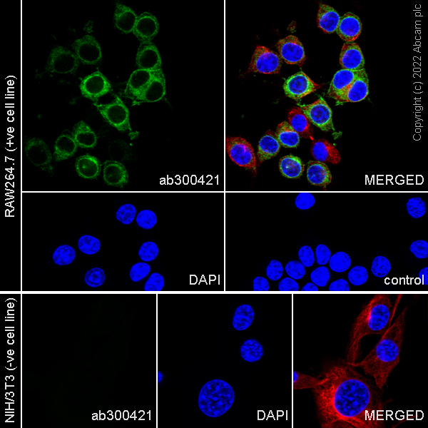 Immunocytochemistry/ Immunofluorescence - Anti-F4/80 antibody [EPR26545-166] (ab300421), expandable thumbnail