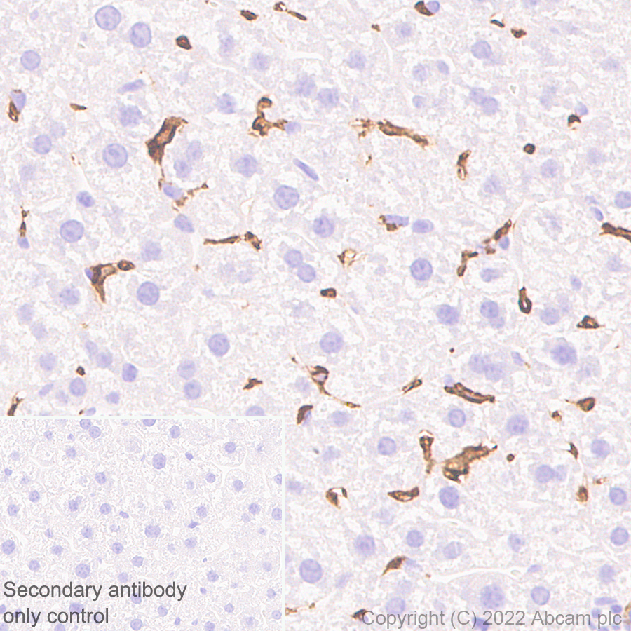Immunohistochemistry (Formalin/PFA-fixed paraffin-embedded sections) - Anti-F4/80 antibody [EPR26545-166] (ab300421), expandable thumbnail