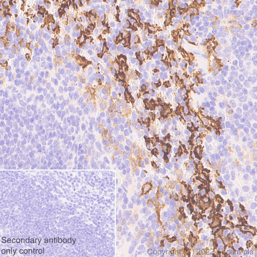 Immunohistochemistry (Formalin/PFA-fixed paraffin-embedded sections) - Anti-F4/80 antibody [EPR26545-166] (ab300421), expandable thumbnail