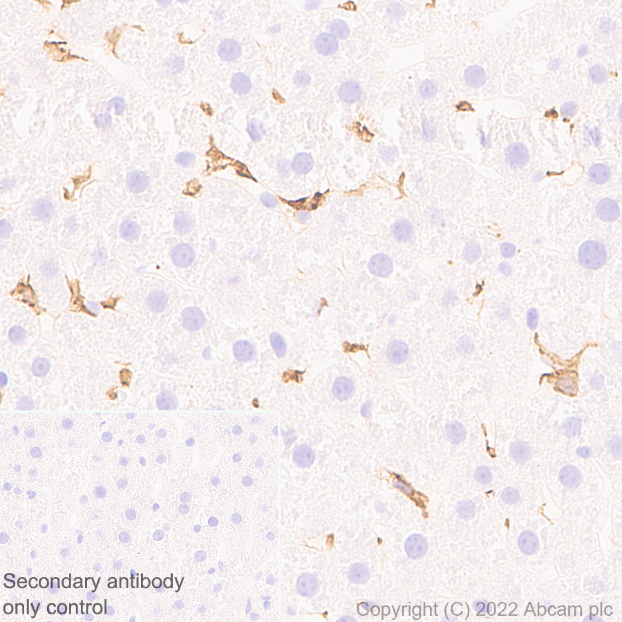 Immunohistochemistry (Formalin/PFA-fixed paraffin-embedded sections) - Anti-F4/80 antibody [EPR26545-166] (ab300421), expandable thumbnail