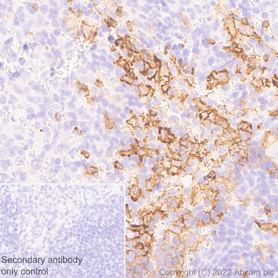 Immunohistochemistry (Formalin/PFA-fixed paraffin-embedded sections) - Anti-F4/80 antibody [EPR26545-166] (ab300421), expandable thumbnail