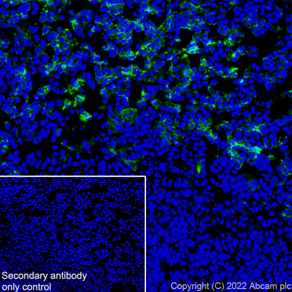 Immunohistochemistry (Frozen sections) - Anti-F4/80 antibody [EPR26545-166] (ab300421), expandable thumbnail