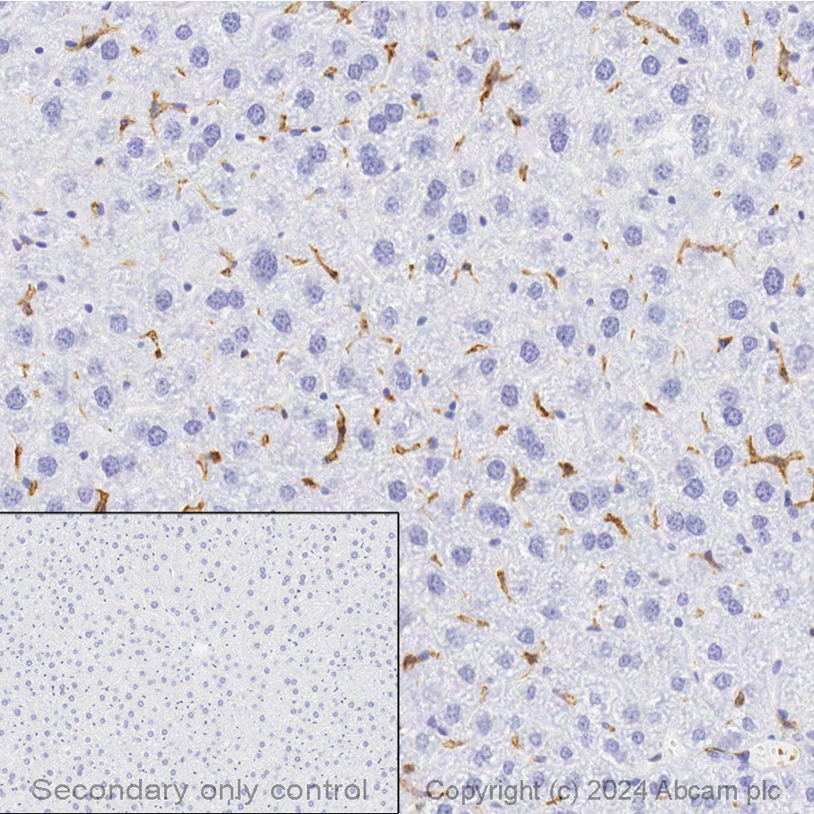 Immunohistochemistry - Anti-F4/80 antibody [EPR26545-166] (AB300421), expandable thumbnail