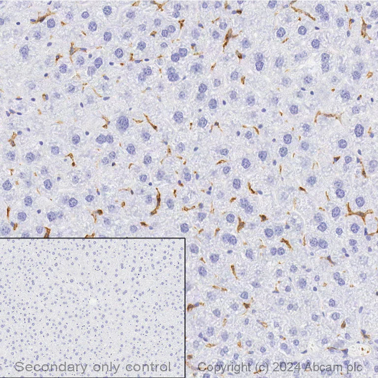 Immunohistochemistry - Anti-F4/80 antibody [EPR26545-166] (AB300421)