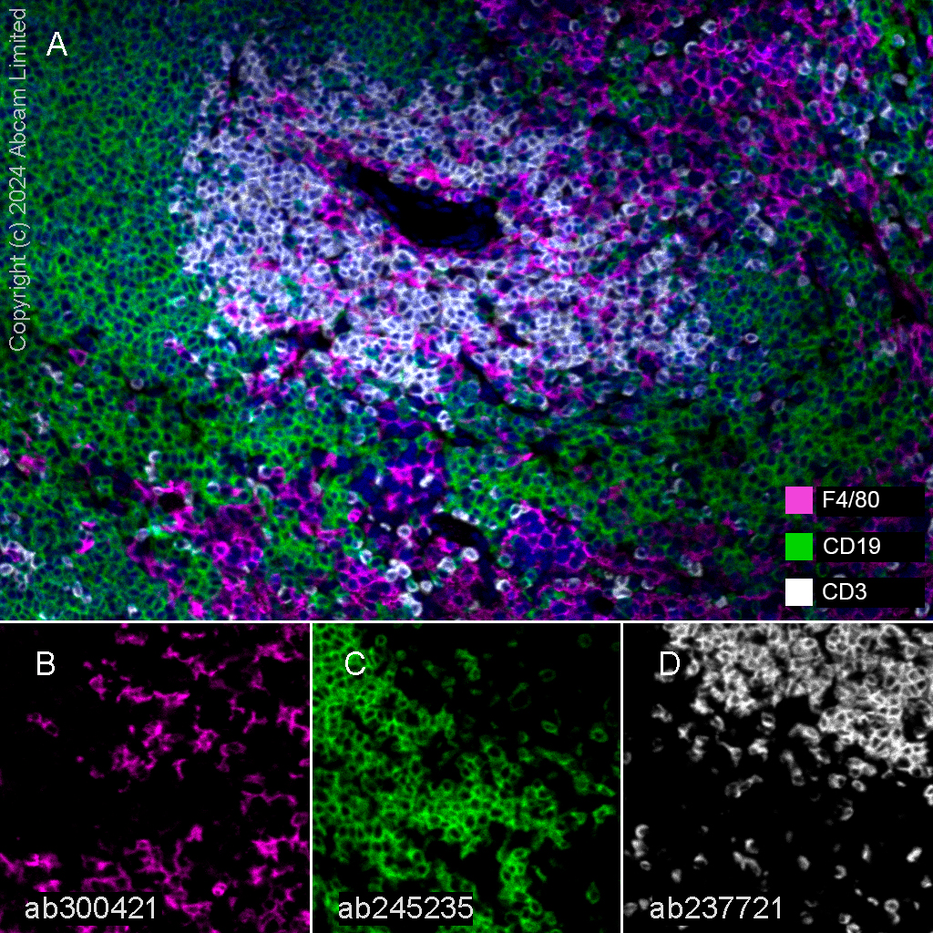 Multiplex immunohistochemistry - Anti-F4/80 antibody [EPR26545-166] (AB300421), expandable thumbnail