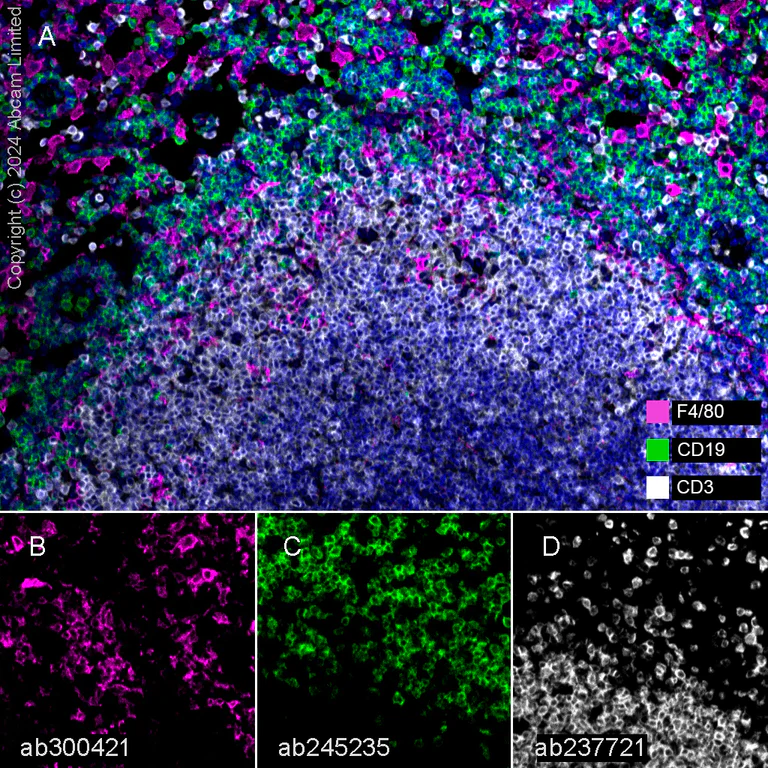 Multiplex immunohistochemistry - Anti-F4/80 antibody [EPR26545-166] (AB300421)