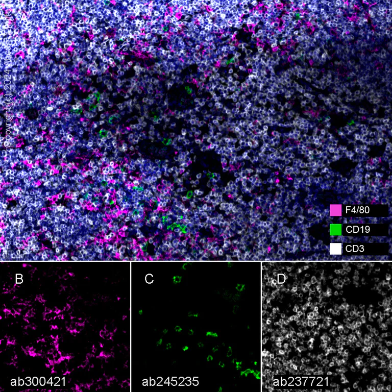 Multiplex immunohistochemistry - Anti-F4/80 antibody [EPR26545-166] (AB300421)