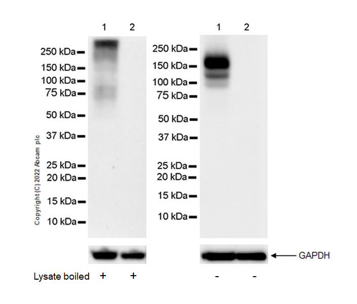 Western blot - Anti-F4/80 antibody [EPR26545-166] (ab300421), expandable thumbnail