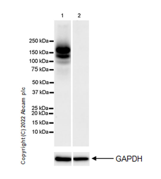 Western blot - Anti-F4/80 antibody [EPR26545-166] (ab300421), expandable thumbnail