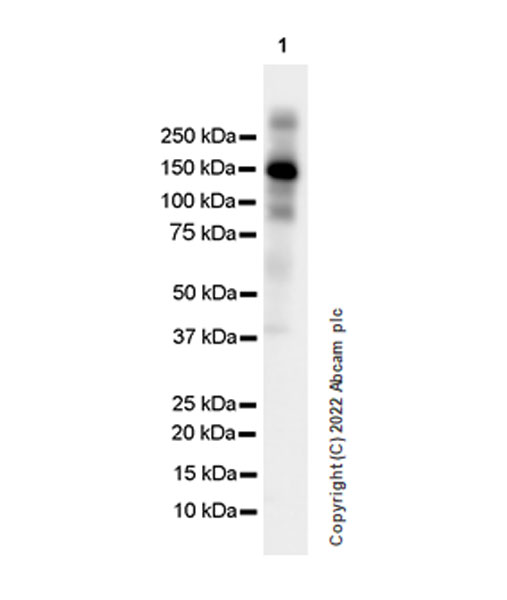 Western blot - Anti-F4/80 antibody [EPR26545-166] (ab300421), expandable thumbnail