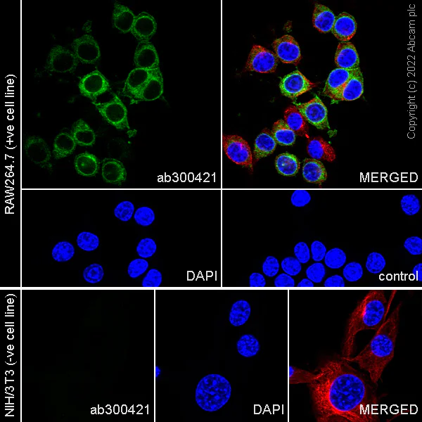 Immunocytochemistry/ Immunofluorescence - Anti-F4/80 antibody [EPR26545-166] (BSA and Azide free) (AB300422)