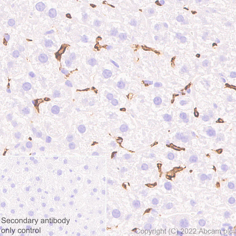 Immunohistochemistry (Formalin/PFA-fixed paraffin-embedded sections) - Anti-F4/80 antibody [EPR26545-166] (BSA and Azide free) (AB300422)