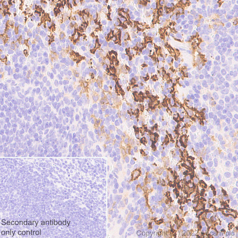 Immunohistochemistry (Formalin/PFA-fixed paraffin-embedded sections) - Anti-F4/80 antibody [EPR26545-166] (BSA and Azide free) (AB300422)