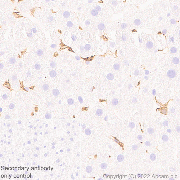 Immunohistochemistry (Formalin/PFA-fixed paraffin-embedded sections) - Anti-F4/80 antibody [EPR26545-166] (BSA and Azide free) (AB300422)