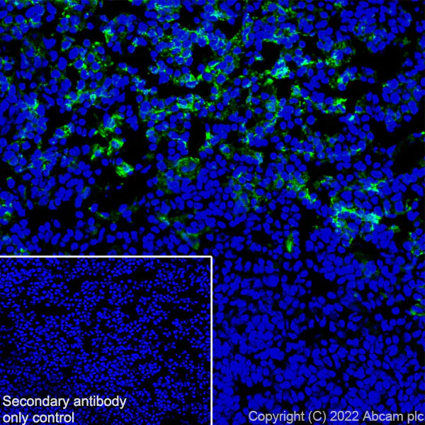 Immunohistochemistry (Frozen sections) - Anti-F4/80 antibody [EPR26545-166] (BSA and Azide free) (AB300422)