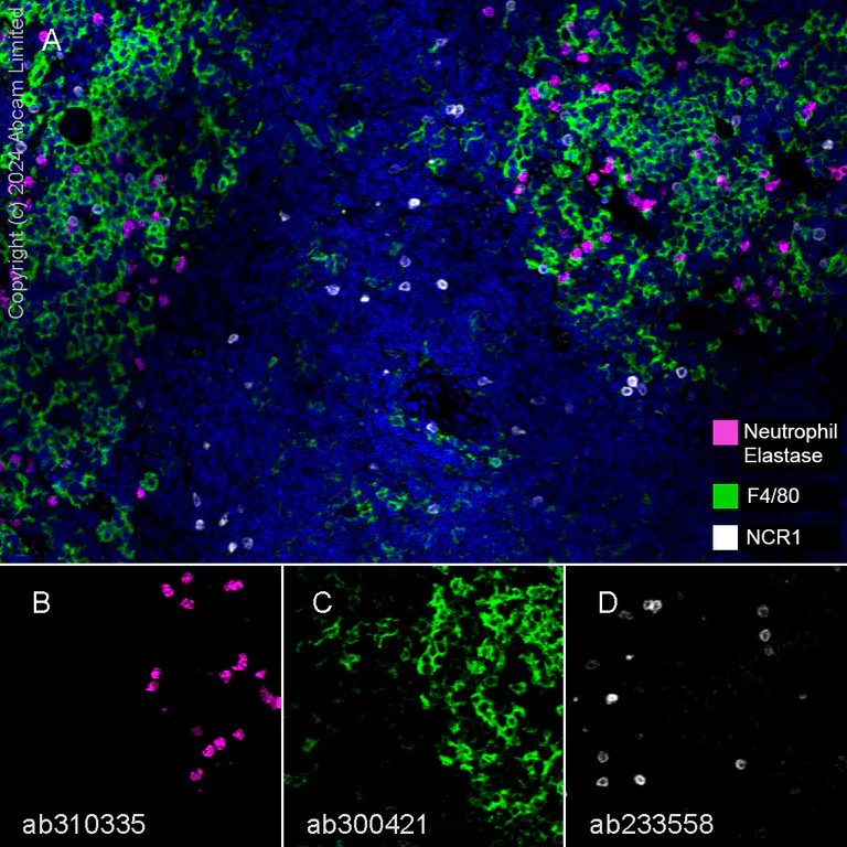 Multiplex immunohistochemistry - Anti-F4/80 antibody [EPR26545-166] (BSA and Azide free) (AB300422)