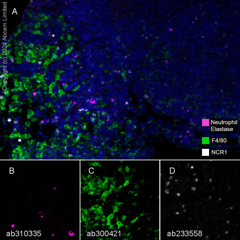Multiplex immunohistochemistry - Anti-F4/80 antibody [EPR26545-166] (BSA and Azide free) (AB300422)