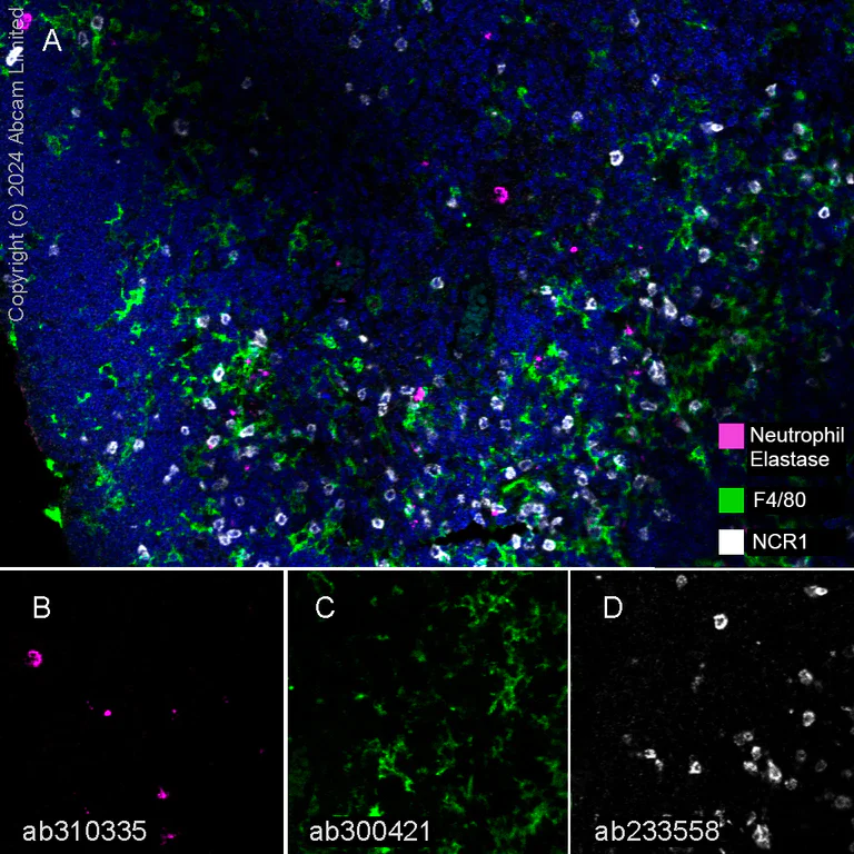Multiplex immunohistochemistry - Anti-F4/80 antibody [EPR26545-166] (BSA and Azide free) (AB300422)
