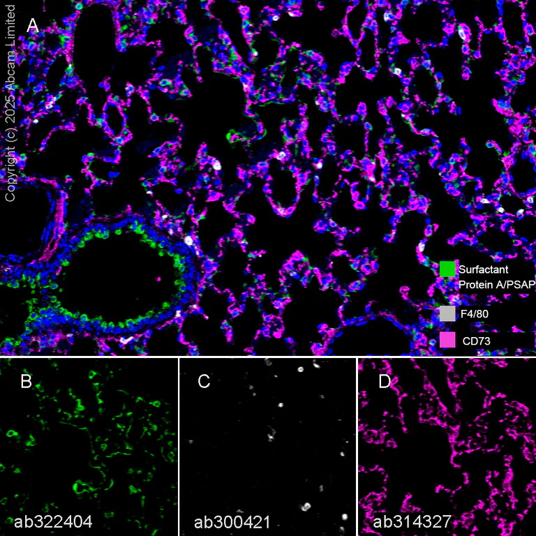 Multiplex immunohistochemistry - Anti-F4/80 antibody [EPR26545-166] (BSA and Azide free) (AB300422)