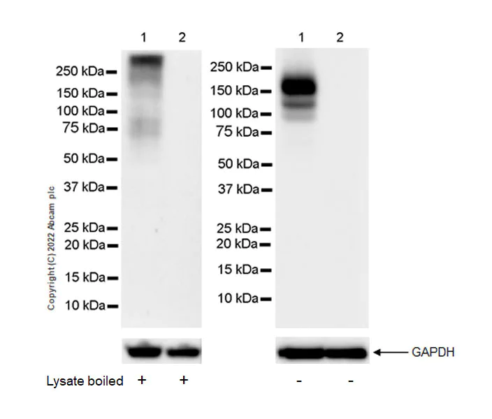 Western blot - Anti-F4/80 antibody [EPR26545-166] (BSA and Azide free) (AB300422)