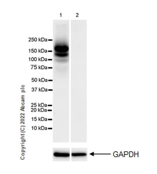 Western blot - Anti-F4/80 antibody [EPR26545-166] (BSA and Azide free) (AB300422)