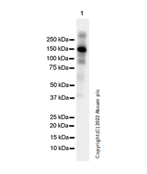 Western blot - Anti-F4/80 antibody [EPR26545-166] (BSA and Azide free) (AB300422)