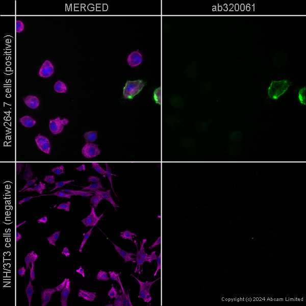 Immunocytochemistry/ Immunofluorescence - Anti-F4/80 antibody [EPR26545-166] – Chicken IgY (Chimeric) – BSA and Azide Free (AB320061), expandable thumbnail