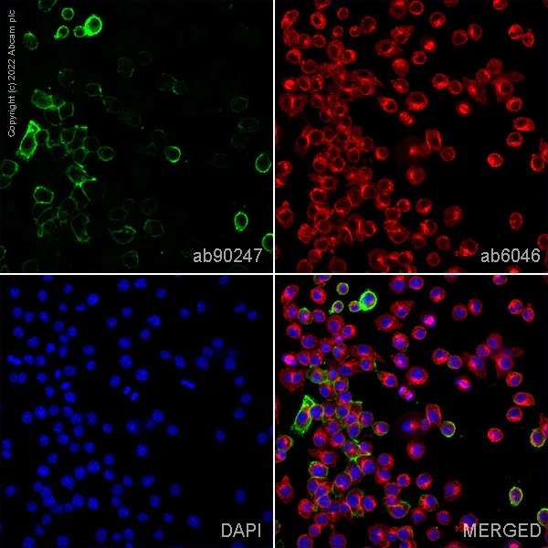 Immunocytochemistry/ Immunofluorescence - Anti-F4/80 antibody [F4/80] - Macrophage Marker (AB90247)