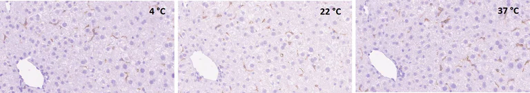 Immunohistochemistry (Formalin/PFA-fixed paraffin-embedded sections) - Anti-F4/80 antibody [SP115] (AB111101)