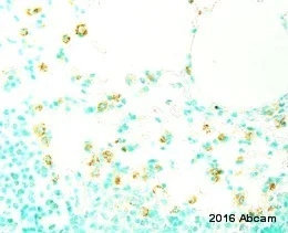 Immunohistochemistry (Formalin/PFA-fixed paraffin-embedded sections) - Anti-F4/80 antibody [SP115] - BSA and Azide free (AB240946)