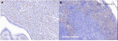 Immunohistochemistry (Formalin/PFA-fixed paraffin-embedded sections) - Anti-F4/80 antibody [SP115] - BSA and Azide free (AB240946)