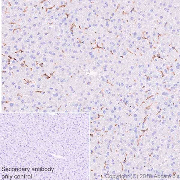 Immunohistochemistry (Formalin/PFA-fixed paraffin-embedded sections) - Anti-F4/80 antibody [SP115] - BSA and Azide free (AB240946)