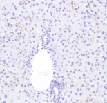 Immunohistochemistry (Formalin/PFA-fixed paraffin-embedded sections) - Anti-F4/80 antibody [SP115] - BSA and Azide free (AB240946)