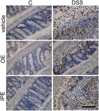 Immunohistochemistry (Formalin/PFA-fixed paraffin-embedded sections) - Anti-F4/80 antibody [SP115] - BSA and Azide free (AB240946)