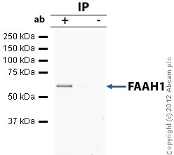 Immunoprecipitation - Anti-FAAH1 antibody [4H8] (AB54615)