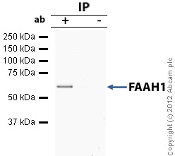 Immunoprecipitation - Anti-FAAH1 antibody [4H8] (AB54615)