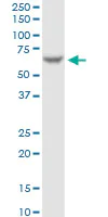 Western blot - Anti-FAAH1 antibody [4H8] (AB54615)