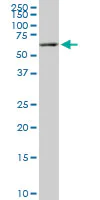 Western blot - Anti-FAAH1 antibody [4H8] (AB54615)