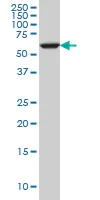 Western blot - Anti-FAAH1 antibody [4H8] (AB54615)