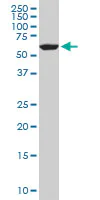 Western blot - Anti-FAAH1 antibody [4H8] (AB54615)