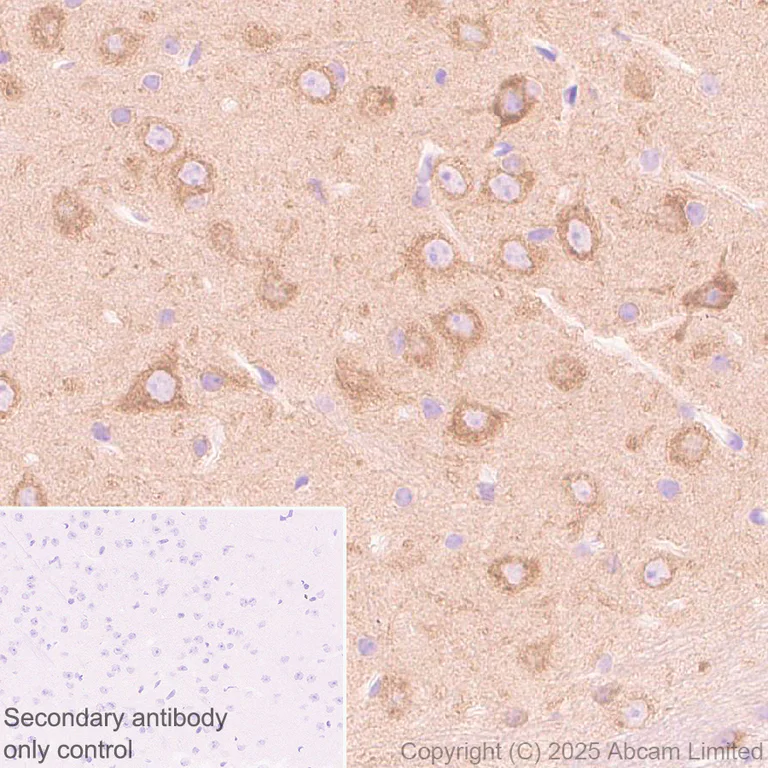 Immunohistochemistry (Formalin/PFA-fixed paraffin-embedded sections) - Anti-FAAH1 antibody [EPR30112-48] (AB325435)