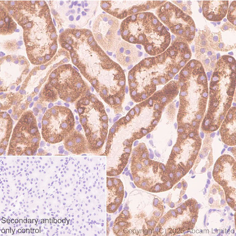 Immunohistochemistry (Formalin/PFA-fixed paraffin-embedded sections) - Anti-FAAH1 antibody [EPR30112-48] (AB325435)