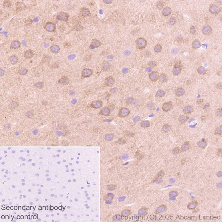 Immunohistochemistry (Formalin/PFA-fixed paraffin-embedded sections) - Anti-FAAH1 antibody [EPR30112-48] (AB325435)