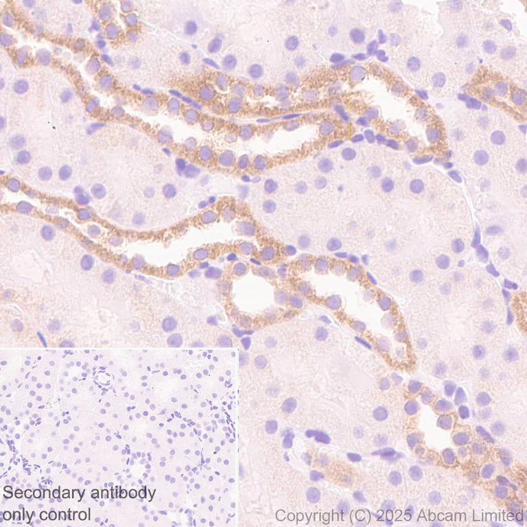 Immunohistochemistry (Formalin/PFA-fixed paraffin-embedded sections) - Anti-FAAH1 antibody [EPR30112-48] (AB325435)