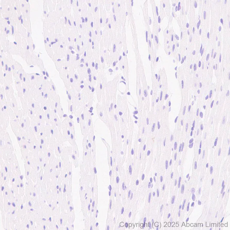 Immunohistochemistry (Formalin/PFA-fixed paraffin-embedded sections) - Anti-FAAH1 antibody [EPR30112-48] (AB325435)