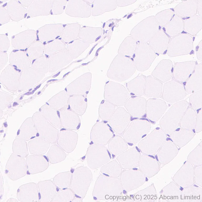 Immunohistochemistry (Formalin/PFA-fixed paraffin-embedded sections) - Anti-FAAH1 antibody [EPR30112-48] (AB325435)