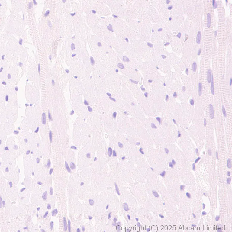 Immunohistochemistry (Formalin/PFA-fixed paraffin-embedded sections) - Anti-FAAH1 antibody [EPR30112-48] (AB325435)