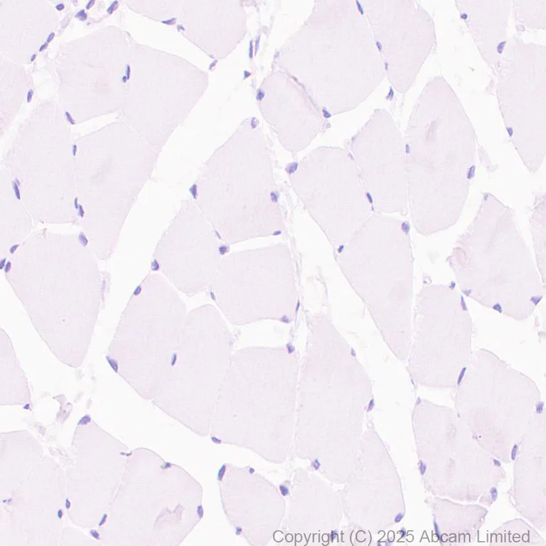 Immunohistochemistry (Formalin/PFA-fixed paraffin-embedded sections) - Anti-FAAH1 antibody [EPR30112-48] (AB325435)