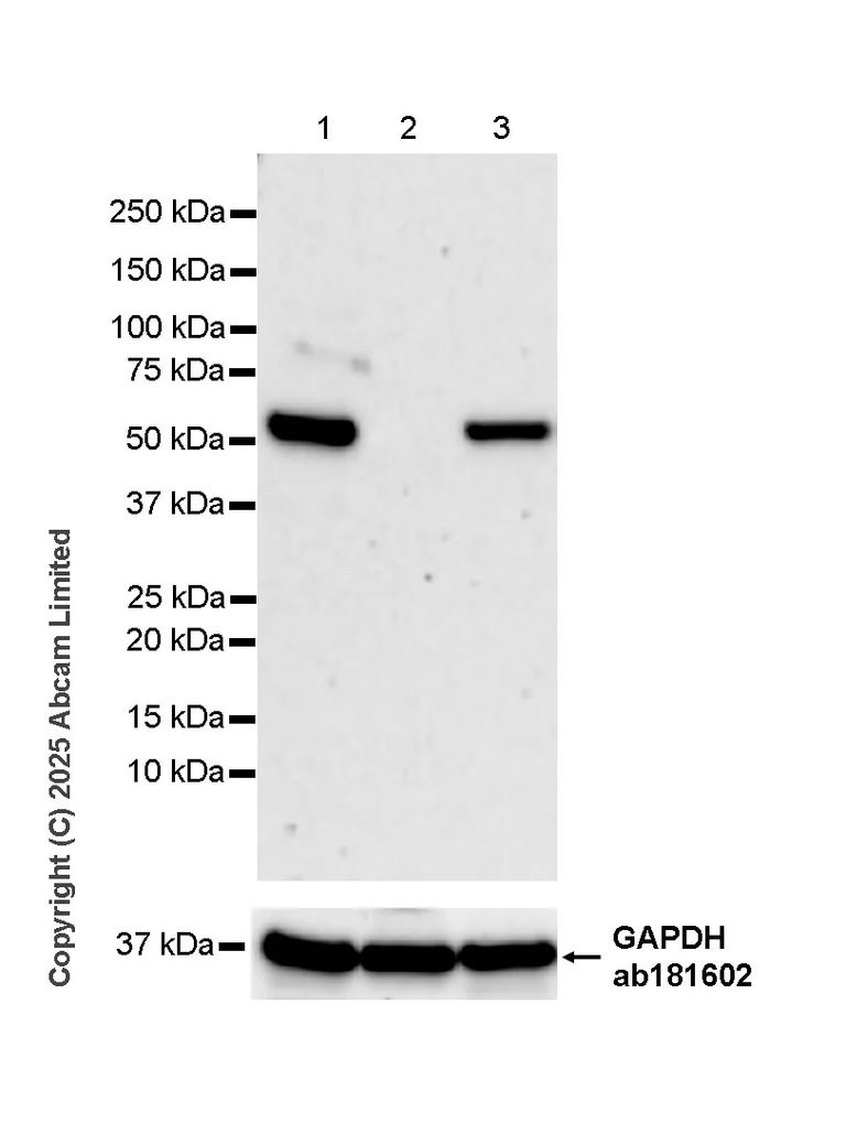 Western blot - Anti-FAAH1 antibody [EPR30112-48] (AB325435)